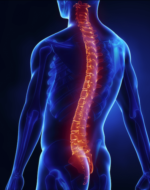 Spine highlighted